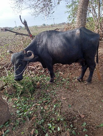 ભેંશ વેચવાની છે
