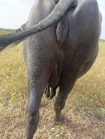 ભેંસ વેચવાની છે