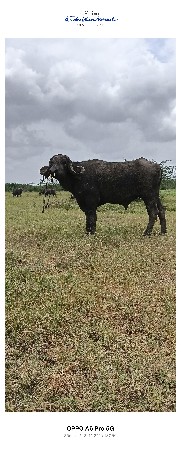 પાડો
