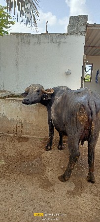 ભેંશ વેશવા