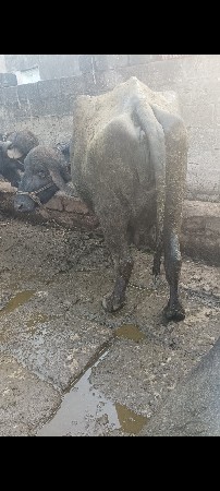 ભેંસ વેચવાની છે