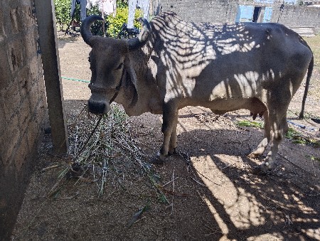 ગાય વેસવાની છે