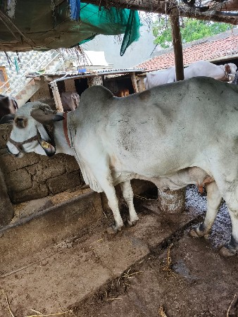 લીલડી ગાય મફ્ત દય દેવાની છે