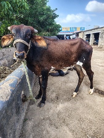 1.5 વરસ ની વાછડી