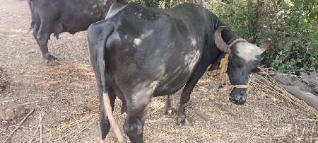 ભેસ