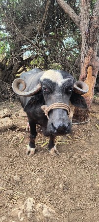 ભેંસ