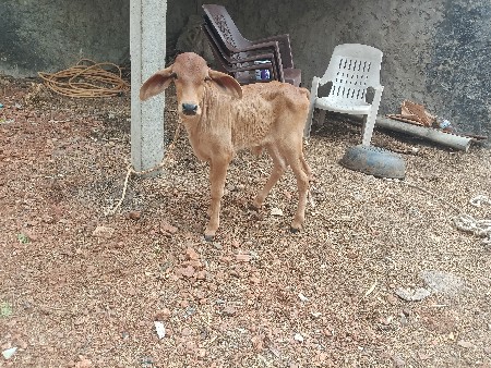 ગાય વેચવાની છે