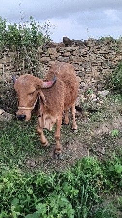 વેચવા ની શી