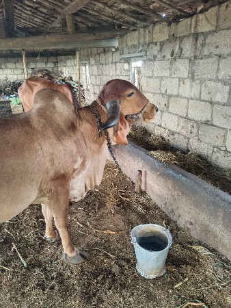gir gay vechavani se