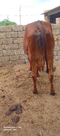 ગાય  વેચવા ની છે