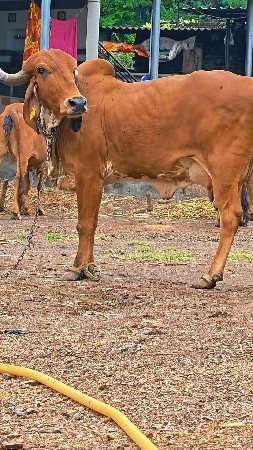 ગાય વેચવા ની છે