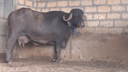 આ બે ભેંસો વેચવાની છે
