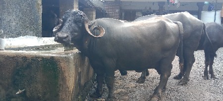 ભેંસ વેચવાની છે