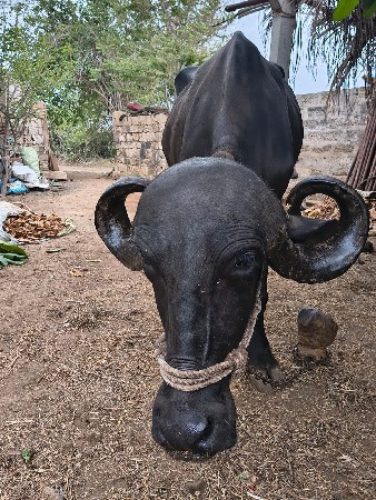 ભેસ વેચવાની છે