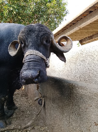 ભેંસ વેચવાની છે