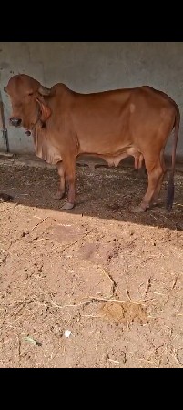 ગીર ગાય