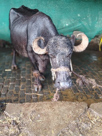 ત્રીજું વેતર ભેંસ 15 દિવસની કાચી