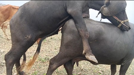 ભેંસ વેચવાની છે