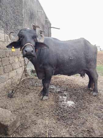 વેચવા ની છે