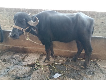 ખડેલીવેસવાનીસે