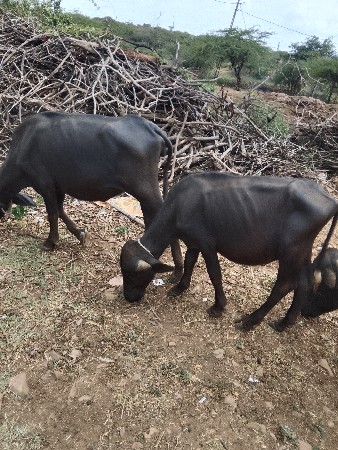 ભેંસ