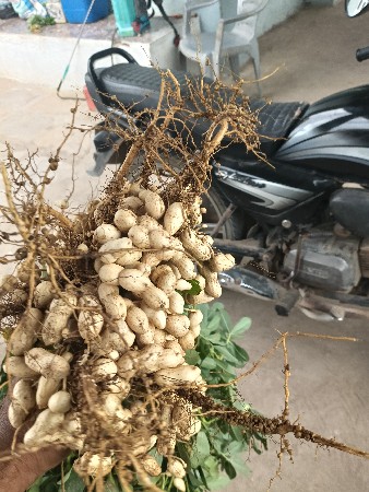 પરબતભાઈ