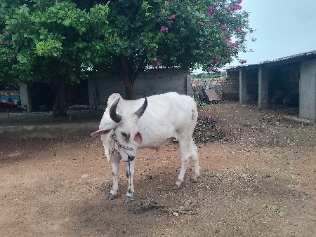 ગોઢલો વેચવાનો છે
