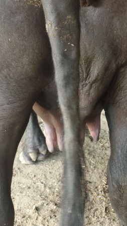 bhaya bhai ga .mekhadi