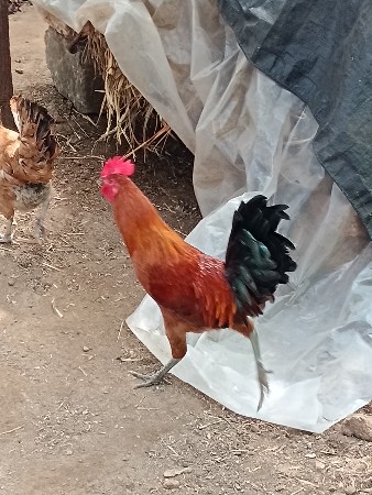 મુરઘા વેચવાનો છે