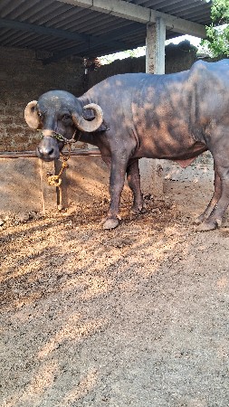 ખડેલી વેચવાની છે