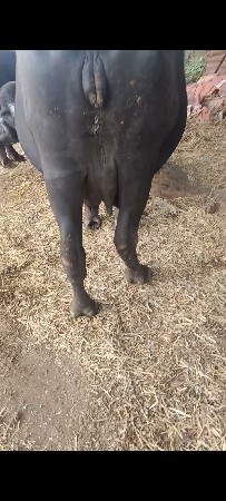 ખડેલી વેચવાની છે બીજું વેતર
