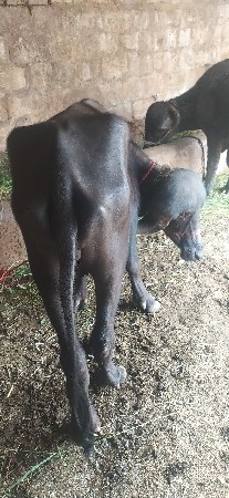 પડેલી વેચવાની છે