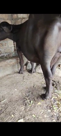 ભેંશ વેસવા ની છે
