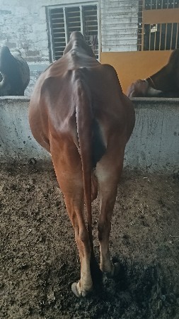 ભરત ભાઈ સોલંકી
