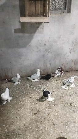 કબુતર દેવાના છે