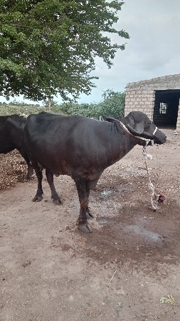 ભેંશ