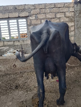 ભેંસ વેચવાની. છે.