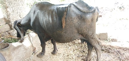 ભેંસ વેચવાની છે.