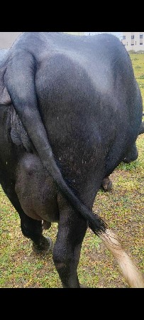 ભેંસ વેચવાની છે  વિયાવાની છે