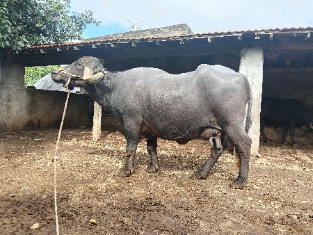 ભેંસ