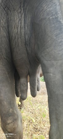 ભેંશ વિયાય એમ છે