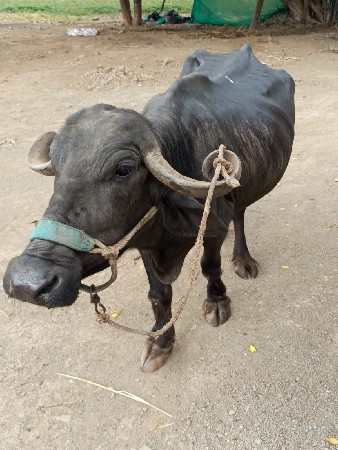 ભેંસ વેચવાની છે