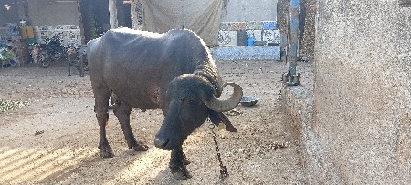 બે ખડેલા વેશવાના છે