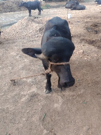 બે વર્ષ નો છે