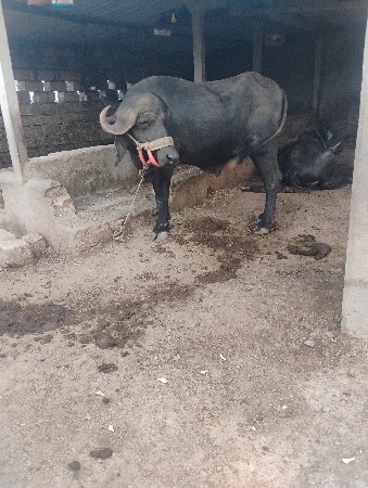 ફુટીગેયોછે