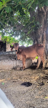 વાસડિ