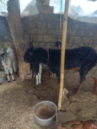 રાજસ્થાની કોટા