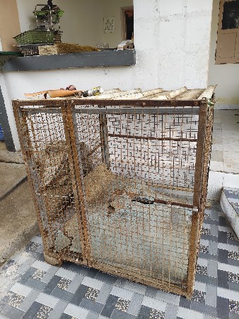 aa dog mate nu pijaru vechvanu