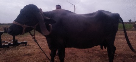 ભેંસ વેચવાની છે એક મહિનાની કાચી
