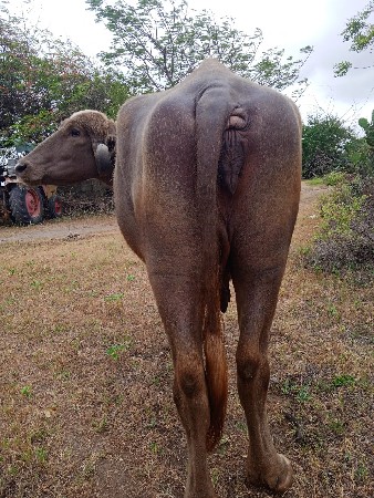 ભેંસ વેચવાની છે